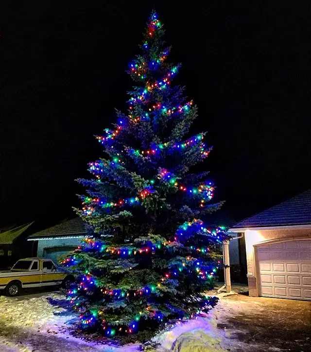 Tall spruce tree wrapped in multicolour Christmas lights