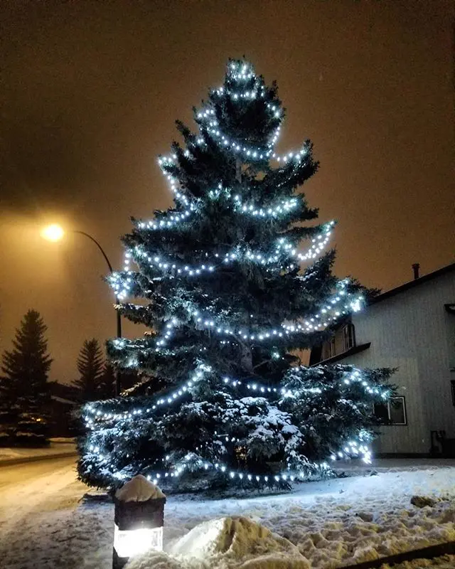Spruce tree wrapped in cool white Christmas lights
